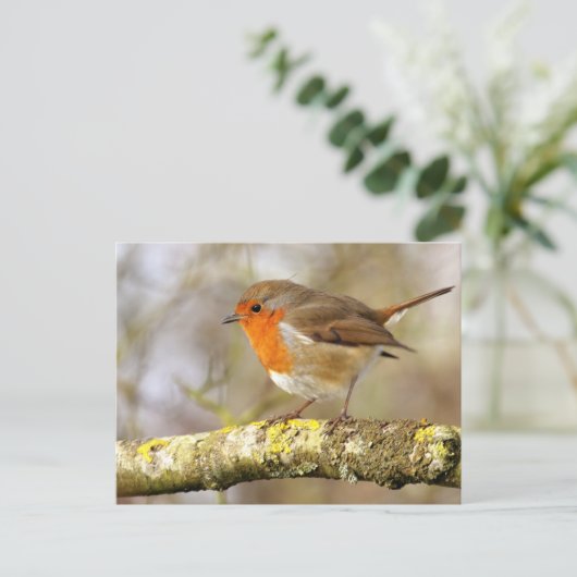 Carte Postale Robin (Debout devant)