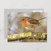 Carte Postale Robin (Devant / Derrière)