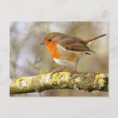Carte Postale Robin (Devant)