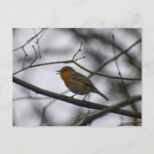 Carte Postale Robin  (Devant)