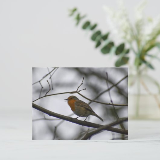 Carte Postale Robin (Debout devant)