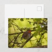 Carte Postale Robin (Devant / Derrière)