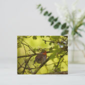 Carte Postale Robin (Debout devant)