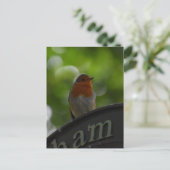 Carte Postale Robin (Debout devant)
