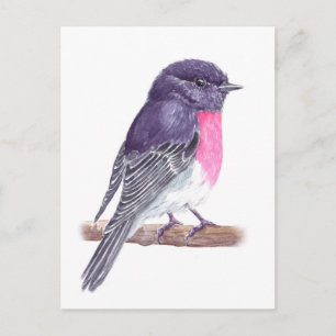 Carte Postale Robin