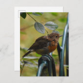 Carte Postale Robin (Devant / Derrière)