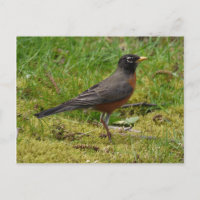 Robin