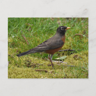 Carte Postale Robin