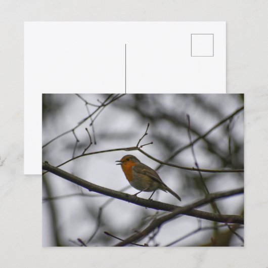 Carte Postale Robin  (Devant / Derrière)