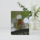 Carte Postale Robin (Debout devant)