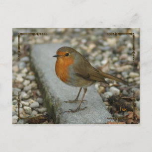 Carte Postale robin