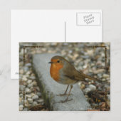 Carte Postale robin (Devant / Derrière)
