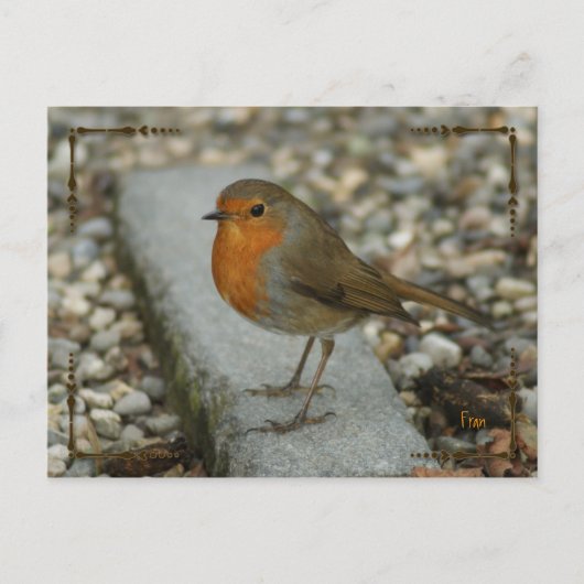 Carte Postale robin (Devant)