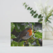 Carte Postale Robin (Debout devant)