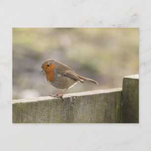 Carte Postale Robin
