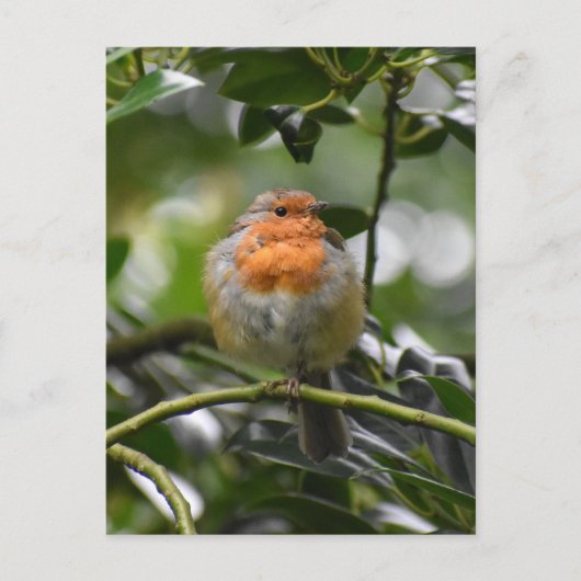 Carte Postale Robin (Devant)