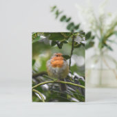 Carte Postale Robin (Debout devant)