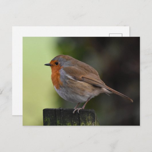 Carte Postale Robin (Devant / Derrière)