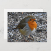 Carte Postale Robin (Devant / Derrière)