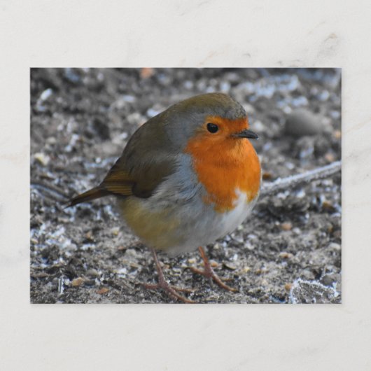 Carte Postale Robin (Devant)