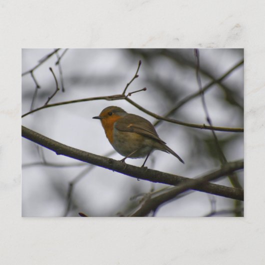 Carte Postale Robin  (Devant)
