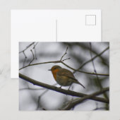 Carte Postale Robin  (Devant / Derrière)