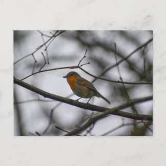 Carte Postale Robin 