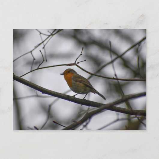 Carte Postale Robin  (Devant)