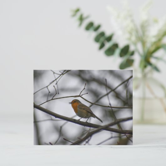 Carte Postale Robin (Debout devant)