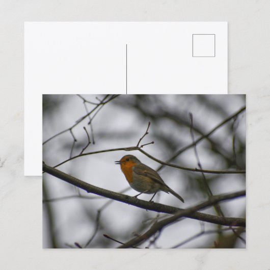 Carte Postale Robin  (Devant / Derrière)