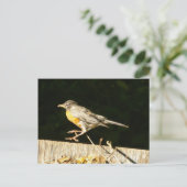 Carte postale Robin (Debout devant)