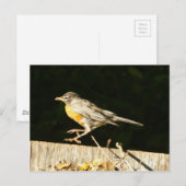 Carte postale Robin (Devant / Derrière)
