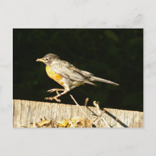 Carte postale Robin