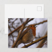 Carte Postale Robin (Devant / Derrière)