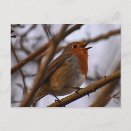 Carte Postale Robin (Devant)
