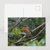 Carte Postale Robin (Devant / Derrière)