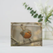 Carte Postale robin (Debout devant)