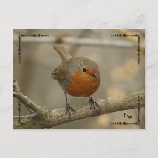 Carte Postale robin (Devant)