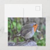 Carte Postale Robin (Devant / Derrière)