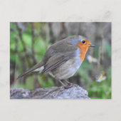 Carte Postale Robin (Devant)