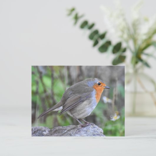 Carte Postale Robin (Debout devant)
