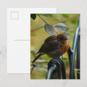 Carte Postale Robin (Devant / Derrière)