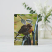 Carte Postale Robin (Debout devant)