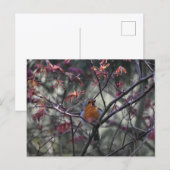 Carte Postale Robin  (Devant / Derrière)