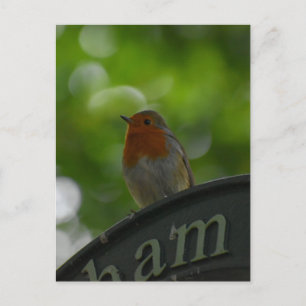 Carte Postale Robin