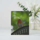 Carte Postale Robin (Debout devant)