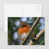 Carte Postale Robin (Devant / Derrière)