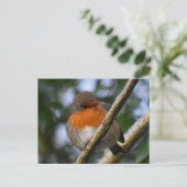 Carte Postale Robin (Debout devant)