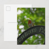 Carte Postale Robin (Devant / Derrière)