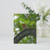 Carte Postale Robin (Debout devant)